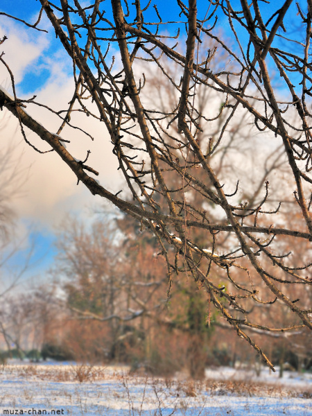 Sakura Sakura in winter