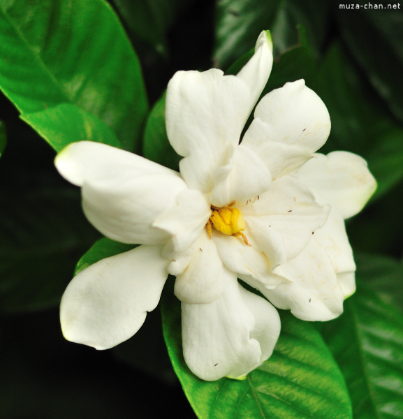 Gardenia Gardenia