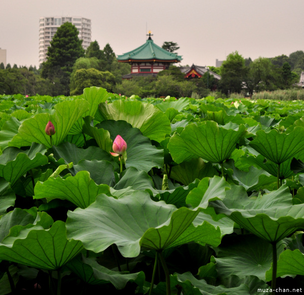 Lotus Shinobazu Pond Ueno