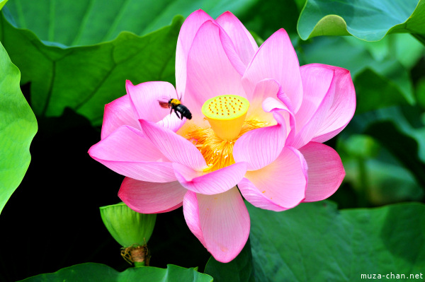 Lotus Shinobazu Pond Ueno