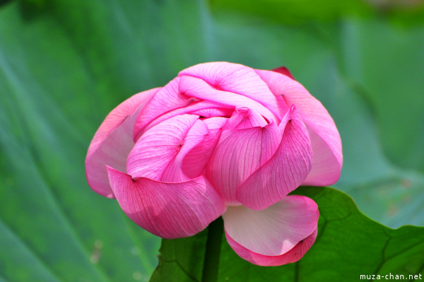 Lotus Shinobazu Pond Ueno