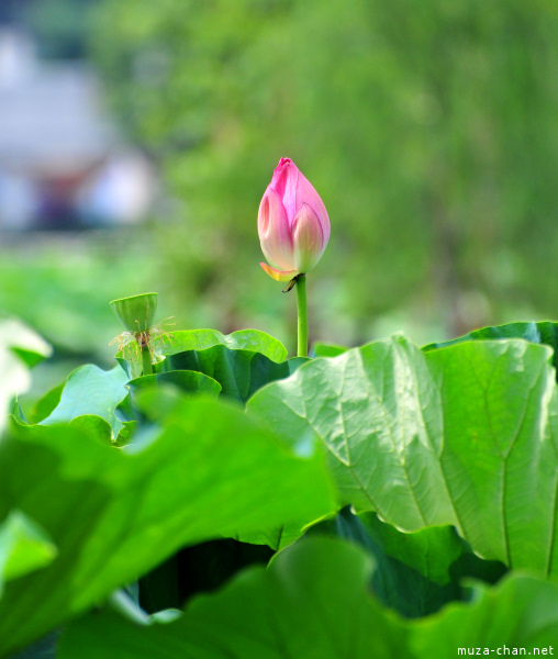 Lotus Shinobazu Pond Ueno