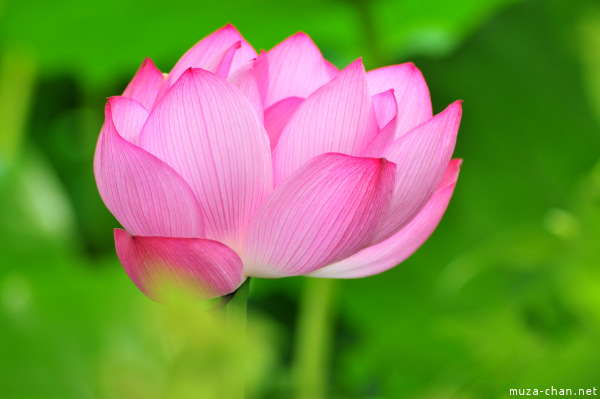 Lotus Shinobazu Pond Ueno