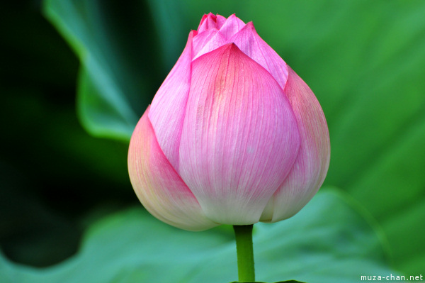 Lotus Shinobazu Pond Ueno