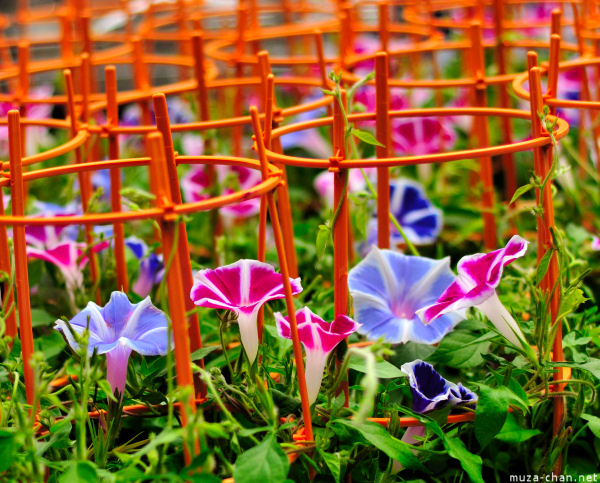 Morning glory
