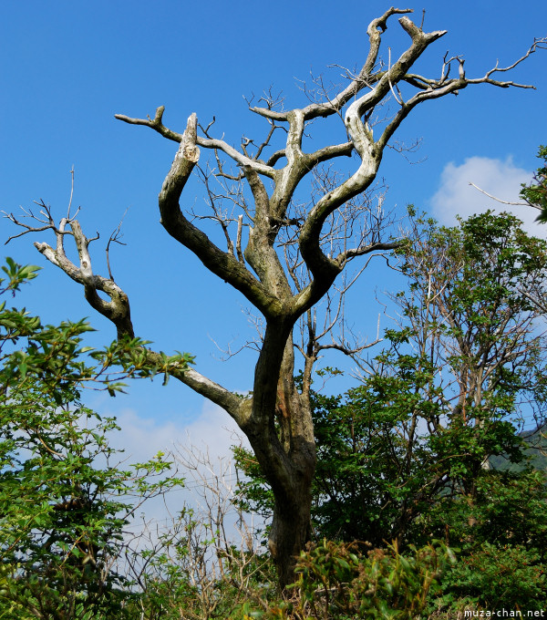 Owakudani Hakone
