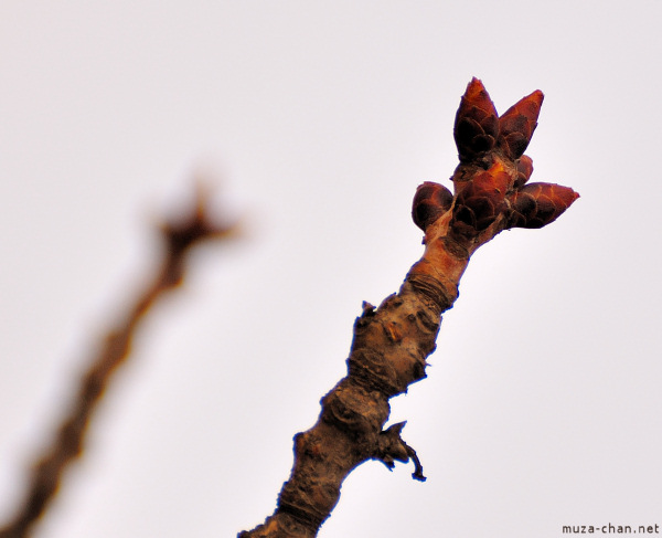 Sakura bud Sakura bud