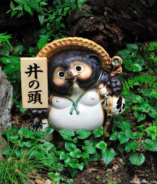 Tanuki, Inokashira Park, Tokyo Tanuki, Inokashira Park, Tokyo