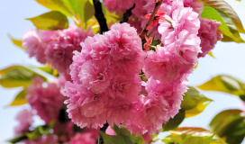 Muza chan's Japan Photo Gallery