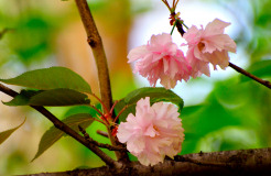 Muza chan's Japan Photo Gallery
