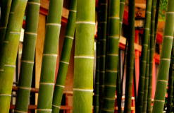 Muza chan's Japan Photo Gallery