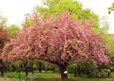 Muza chan's Japan Photo Gallery