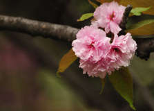 Muza chan's Japan Photo Gallery
