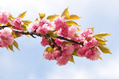 Muza chan's Japan Photo Gallery