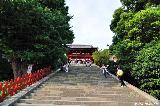 The Sad Story of the Hidden Ginkgo from Tsurugaoka Hachimangu