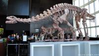 A Japan Photo per Day - The Dinosaurs from Roppongi Hills