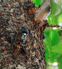 A Japan Photo per Day - A Japanese Cicada