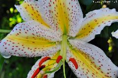 A Japan Photo per Day - Japanese Lily