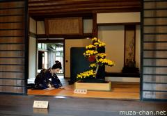Chrysanthemum exhibition in samurai residence