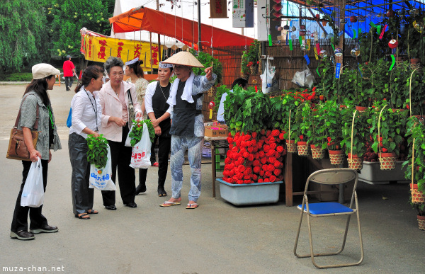 Hozuki Ichi (Chinese lantern plant fair) Hozuki Ichi (Chinese lantern plant fair)