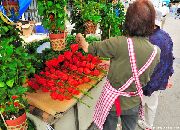Hozuki Ichi (Chinese lantern plant fair) Hozuki Ichi (Chinese lantern plant fair)