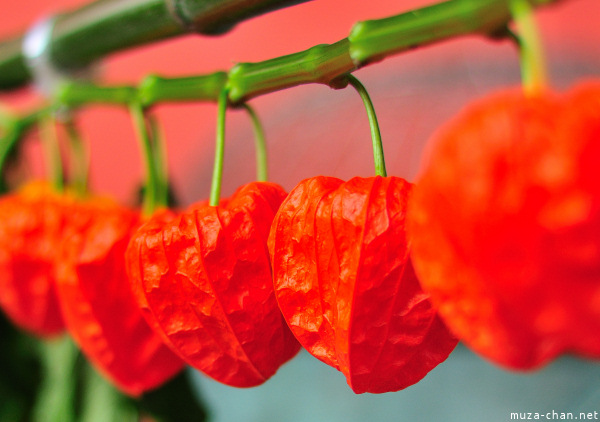 Hozuki Ichi (Chinese lantern plant fair) Hozuki Ichi (Chinese lantern plant fair)
