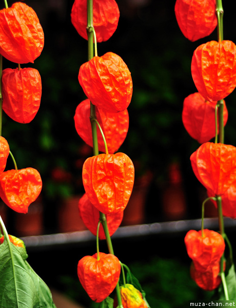 Hozuki Ichi (Chinese lantern plant fair) Hozuki Ichi (Chinese lantern plant fair)