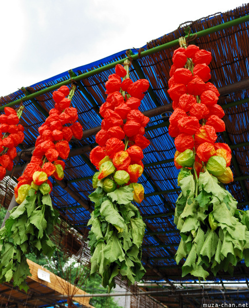 Hozuki Ichi (Chinese lantern plant fair) Hozuki Ichi (Chinese lantern plant fair)