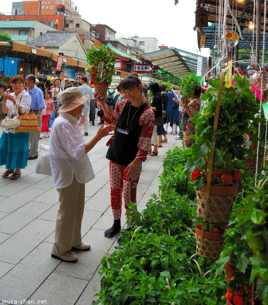 Hozuki Ichi (Chinese lantern plant fair) Hozuki Ichi (Chinese lantern plant fair)