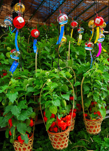 Hozuki Ichi (Chinese lantern plant fair) Hozuki Ichi (Chinese lantern plant fair)