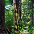Ancient cedar avenue at Hakone