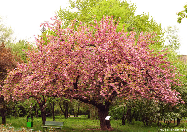 Sakura Sakura