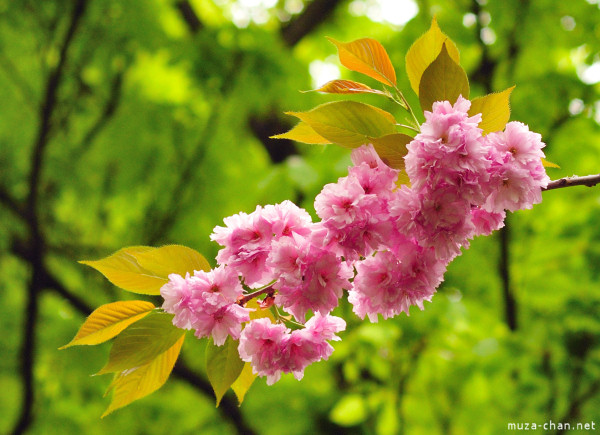 Sakura blossom
