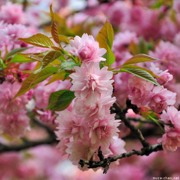 Sakura Sakura