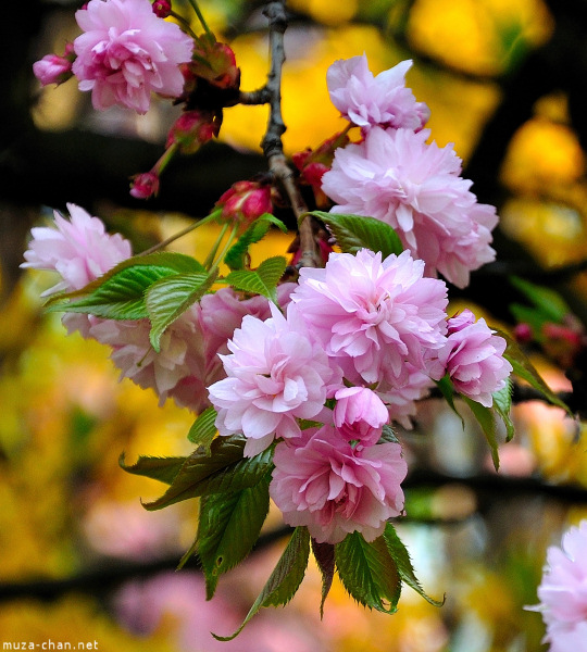 Sakura Sakura
