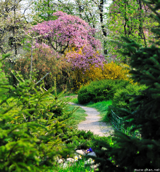 Sakura at Bucharest Botanical Garden