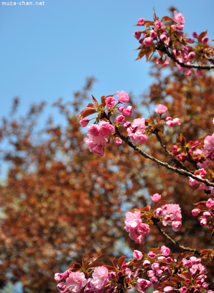 Sakura Sakura