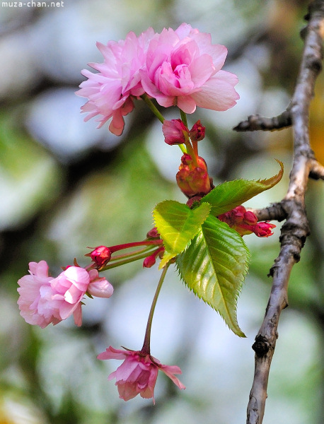 Sakura Sakura