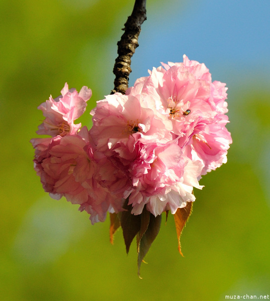 Sakura at Bucharest Botanical Garden