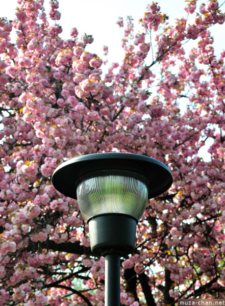 Sakura at Bucharest Botanical Garden