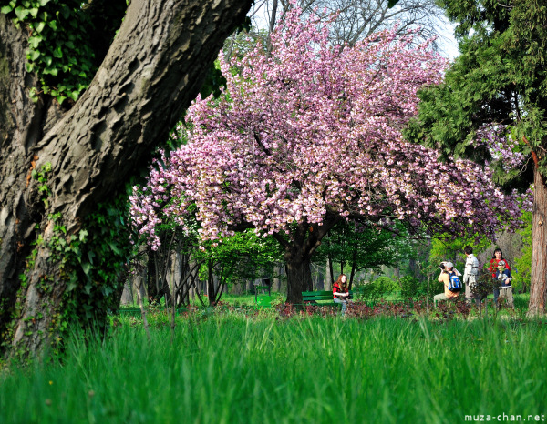 Sakura at Bucharest Botanical Garden