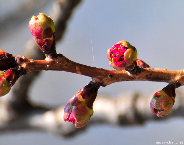 Sakura bud Sakura bud