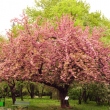 Sakura & Flowers