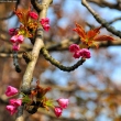 Sakura buds at Bucharest Botanical Garden