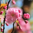 Sakura at Bucharest Botanical Garden