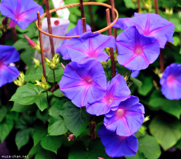 Iriya Asagao Ichi (Morning Glory Fair) Iriya Asagao Ichi (Morning Glory Fair)