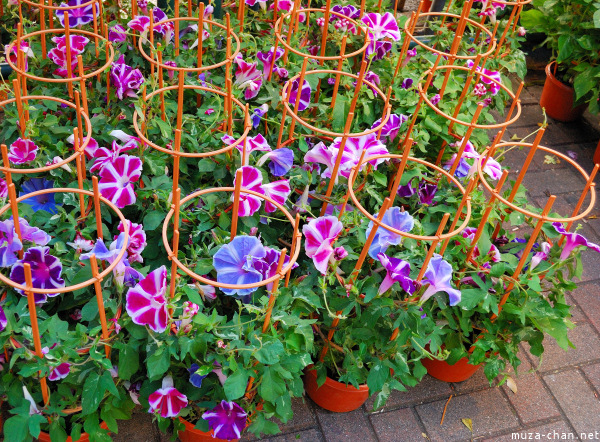 Iriya Asagao Ichi (Morning Glory Fair) Iriya Asagao Ichi (Morning Glory Fair)