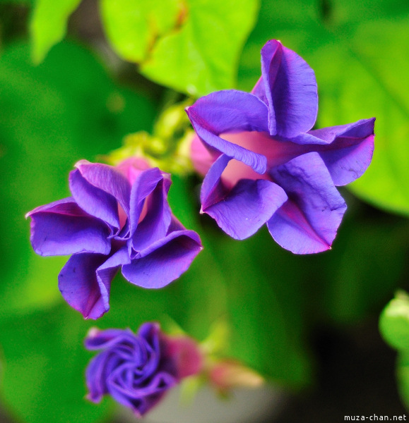 Iriya Asagao Ichi (Morning Glory Fair) Iriya Asagao Ichi (Morning Glory Fair)