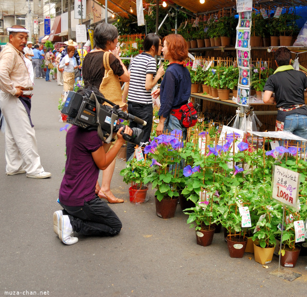 Iriya Asagao Ichi (Morning Glory Fair) Iriya Asagao Ichi (Morning Glory Fair)