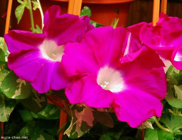 Iriya Asagao Ichi (Morning Glory Fair) Iriya Asagao Ichi (Morning Glory Fair)